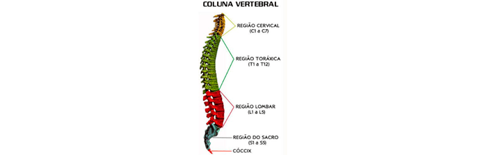 Anatomia Da Coluna Vertebral: Tudo Que Você Precisa Saber Sobre