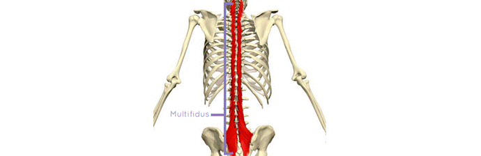 Anatomia Da Coluna Vertebral: Tudo Que Você Precisa Saber Sobre