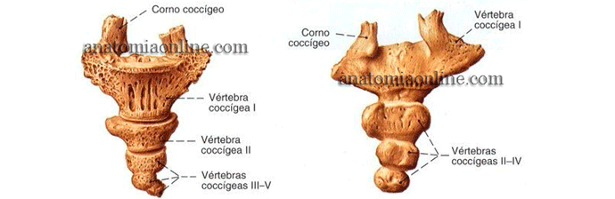 Anatomia Da Coluna Vertebral: Tudo Que Você Precisa Saber Sobre