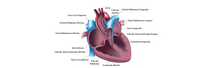 Anatomia do Coração