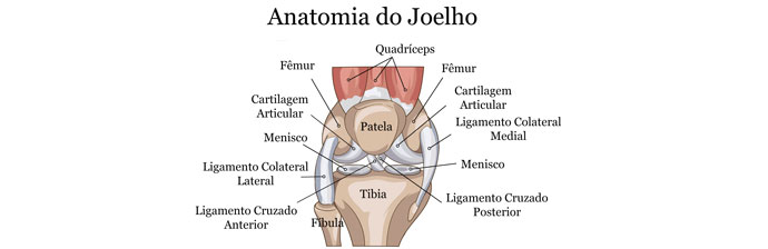 Anatomia do Joelho