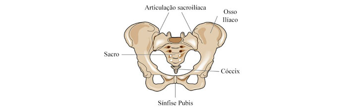 Anatomia do Púbis