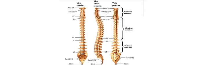coluna-vertebral-1