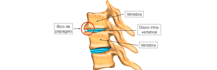 coluna-vertebral-4