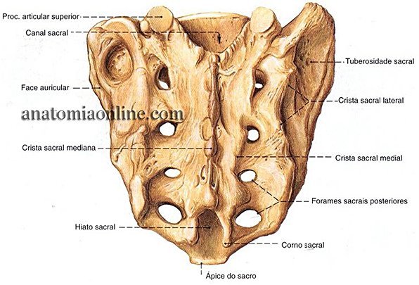 coluna-vertebral-10