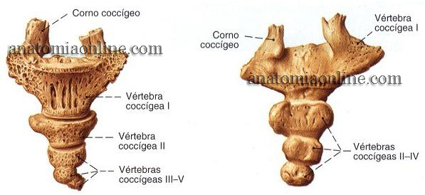 coluna-vertebral-11