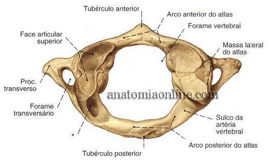 coluna-vertebral-2