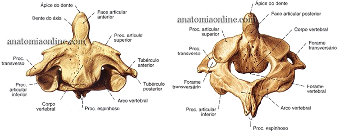 coluna-vertebral-3