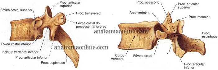 coluna-vertebral-6
