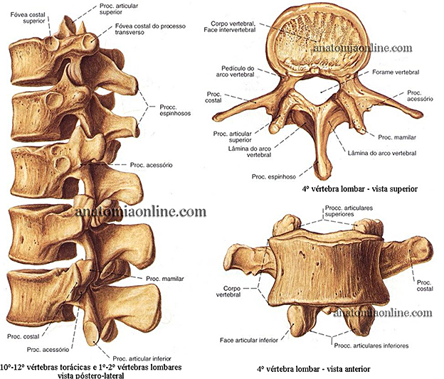 coluna-vertebral-7