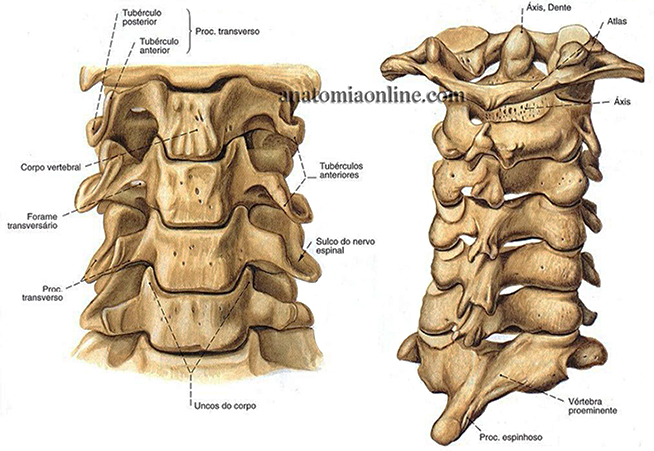 coluna-vertebral