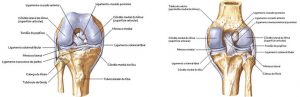 Anatomia do Joelho: um Guia Definitivo sobre as estruturas
