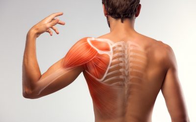 Anatomia do ombro: saiba tudo sobre essa articulação