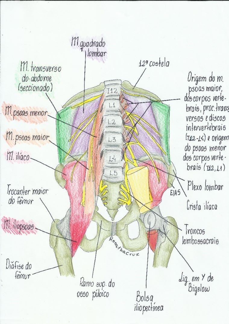 músculo-iliopsoas