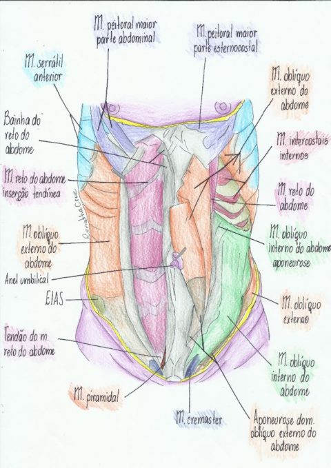 Guia completo sobre regiões e músculos abdominais