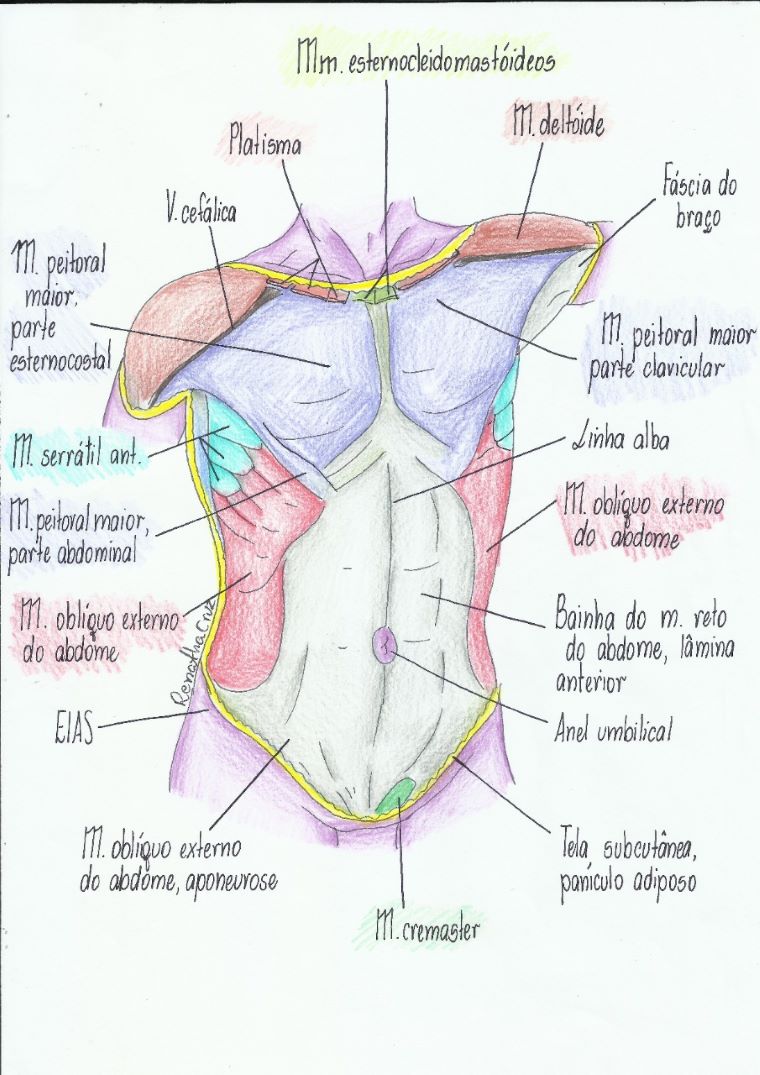músculos-abdominais-4