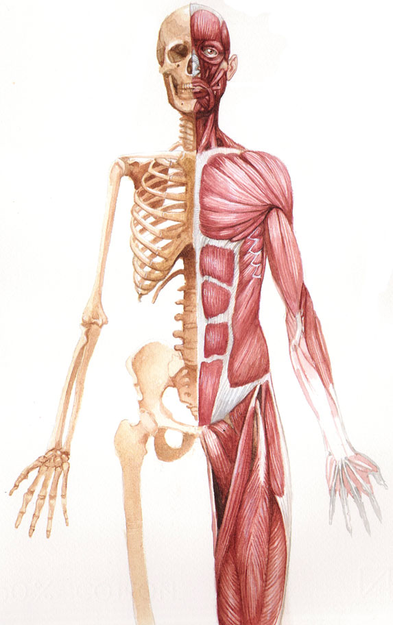músculo-corpo-humano-core
