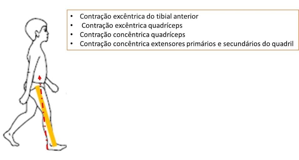 ciclo da marcha - figura 6