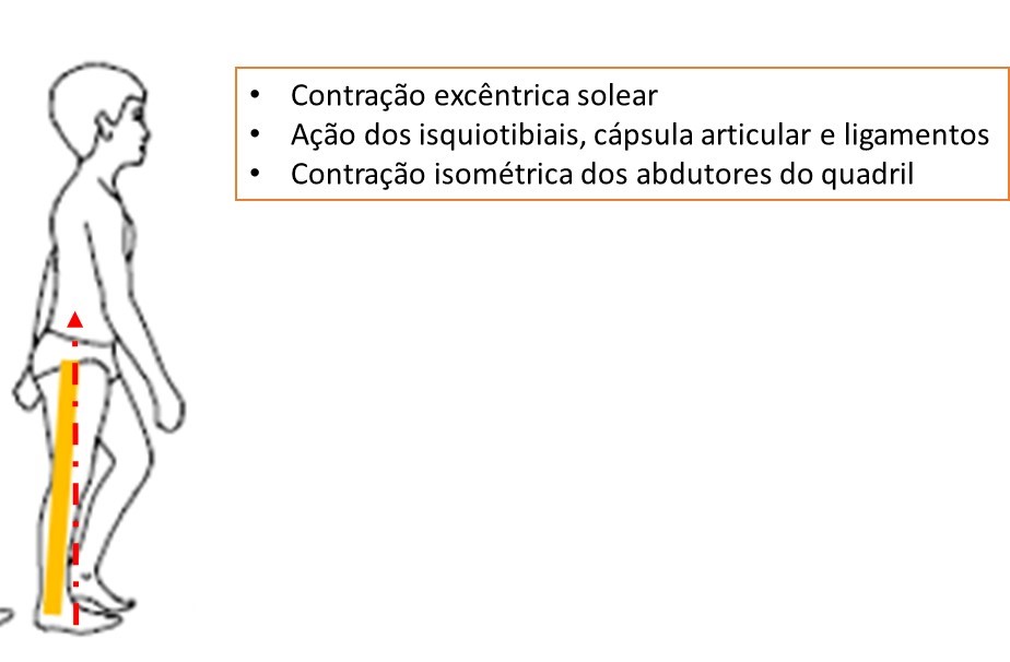 ciclo da marcha - médio apoio