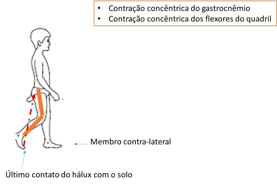 imagem ciclo da marcha