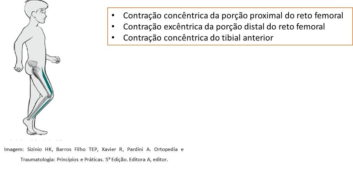 imagem ciclo da marcha 2