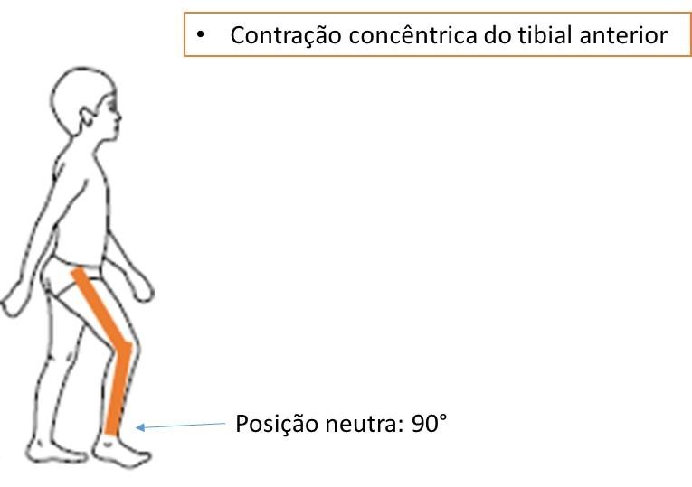 imagem ciclo da marcha 3