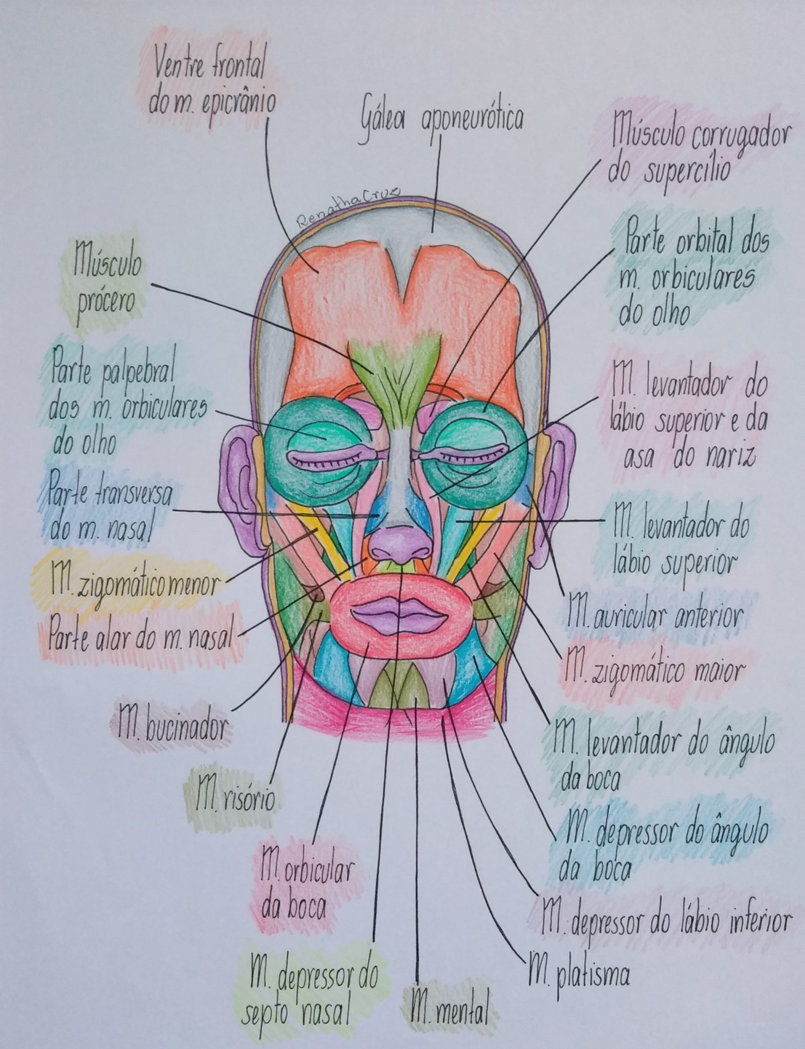 Exercícios Músculos Da Face Anatomia - MODISEDU