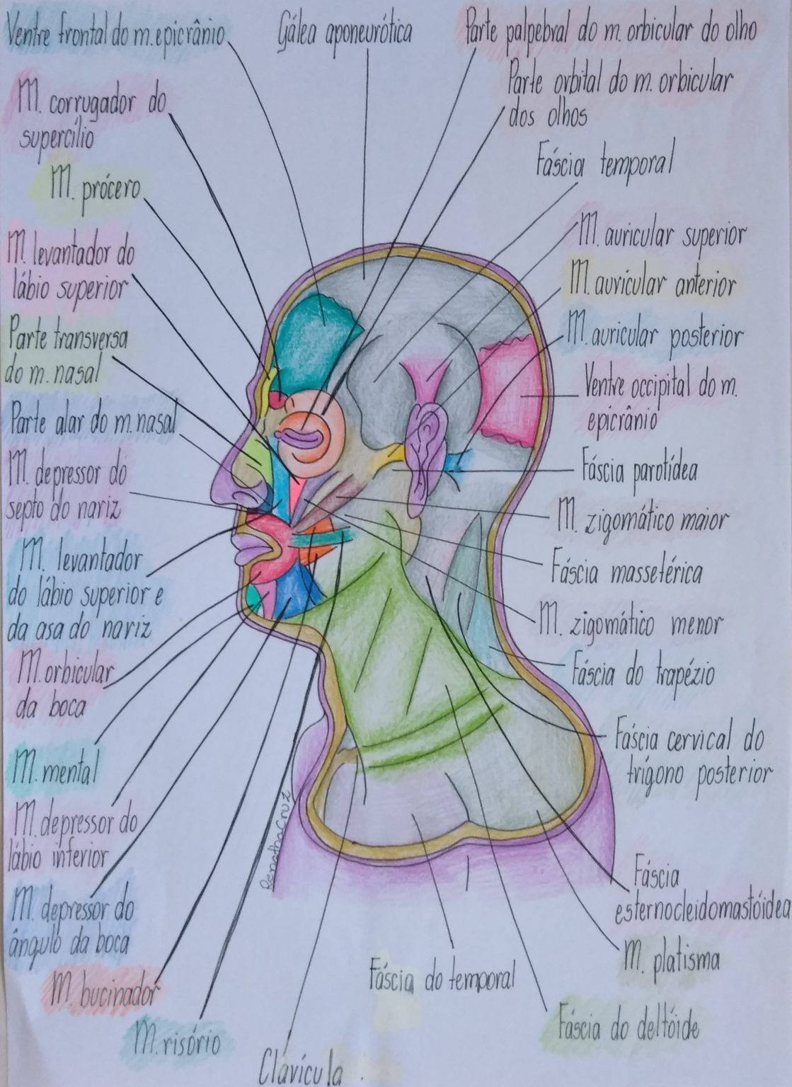 Musculos Da Face Origem E Inserção - FDPLEARN