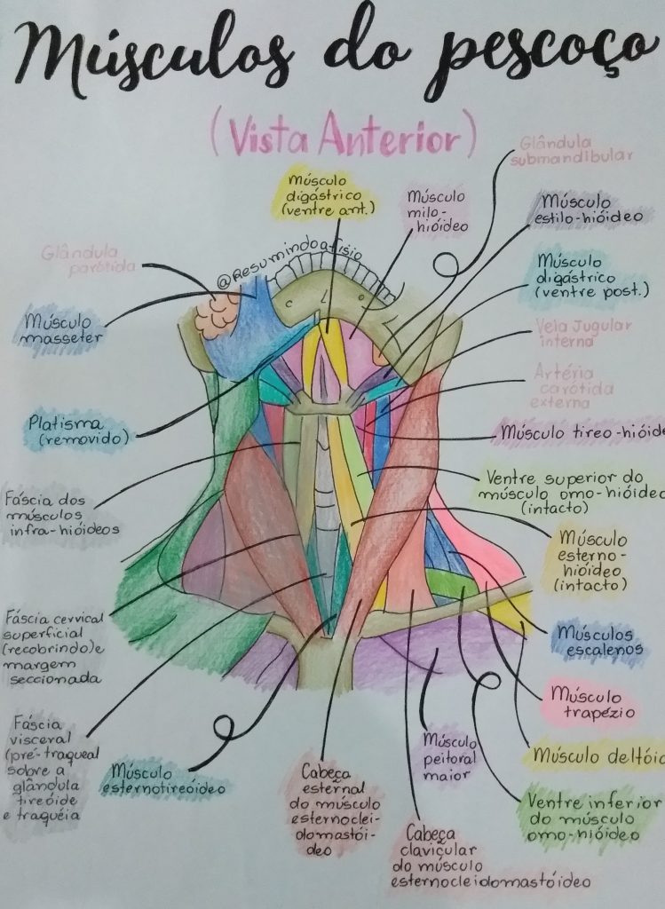 Guia Completo Sobre Músculos Do Pescoço Blog Fisioterapia 1371