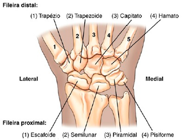 Anatomia do punho e mãos