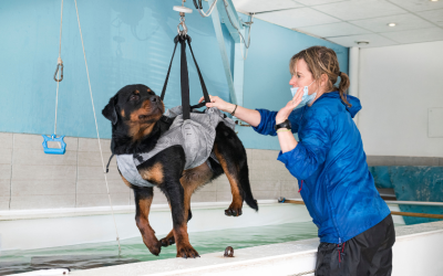 Como a Fisioterapia Veterinária oferece maior qualidade de vida para pets?